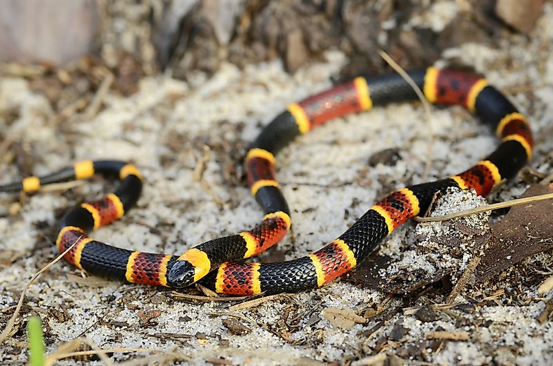 #2 Eastern Coral Snake