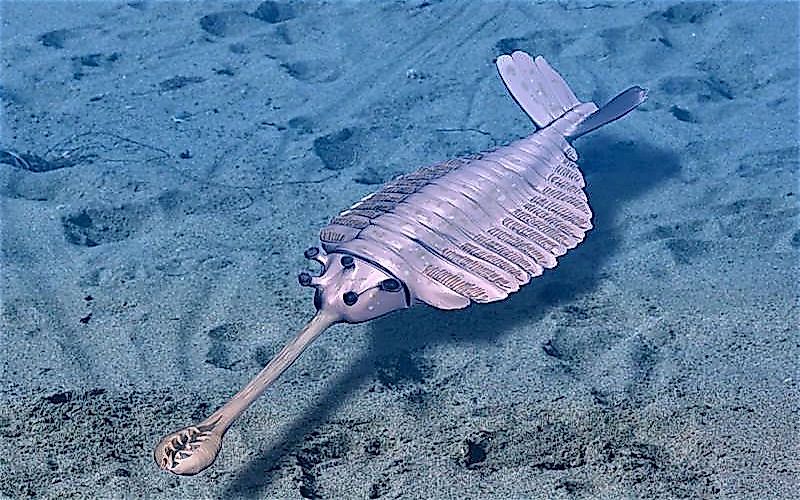 #5 Opabinia