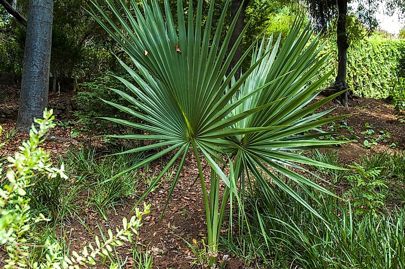 Washingtonia robusta Washingtonia robusta