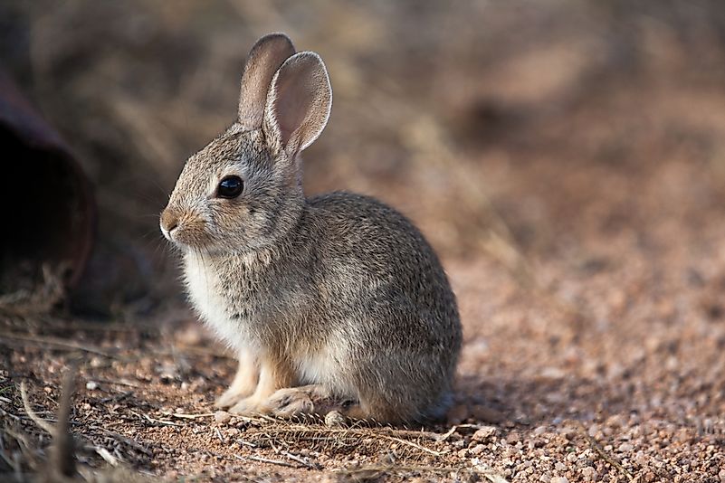 #2 Desert Cottontail