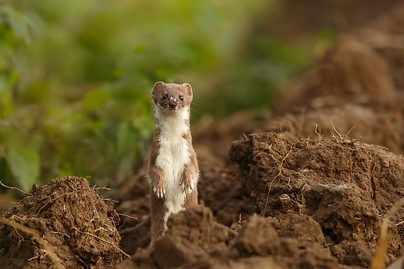 #10 Least Weasel