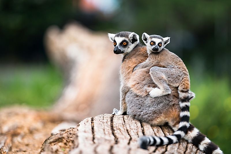 #10 Lemurs
