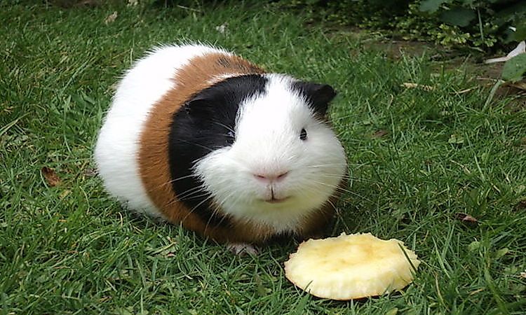 #8 Guinea Pig -