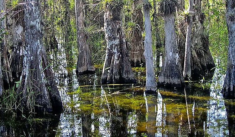 #1 Big Cypress National Preserve
