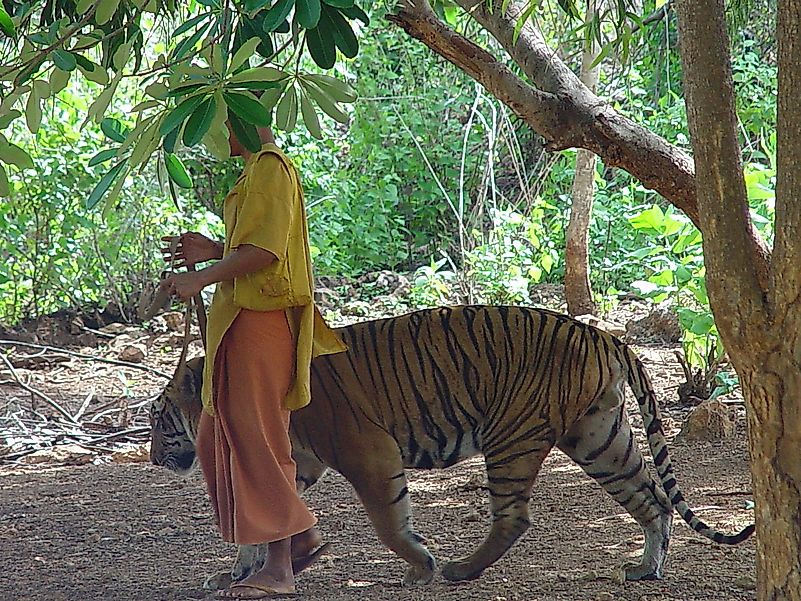 Tigers are meant to be apex predators with massive territories in their natural homes. Keeping them in confined spaces is cruelty. Image credit: Bats can make cute pets but it is best to leave them in their wild natural habitat. Image credit: MichaelJanich/Wikimedia.org Tigers are meant to be apex predators with massive territories in their natural homes. Keeping them in confined spaces is cruelty. Image credit: Bats can make cute pets but it is best to leave them in their wild natural habitat. Image credit: MichaelJanich/Wikimedia.org