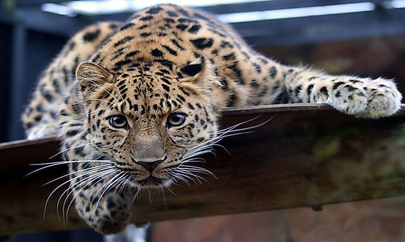 #6 Amur Leopard -