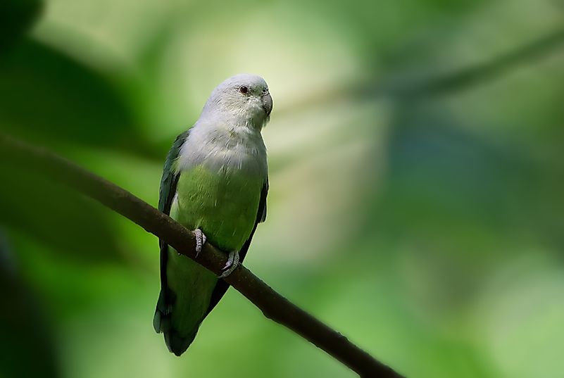 #1 Grey-headed Lovebird