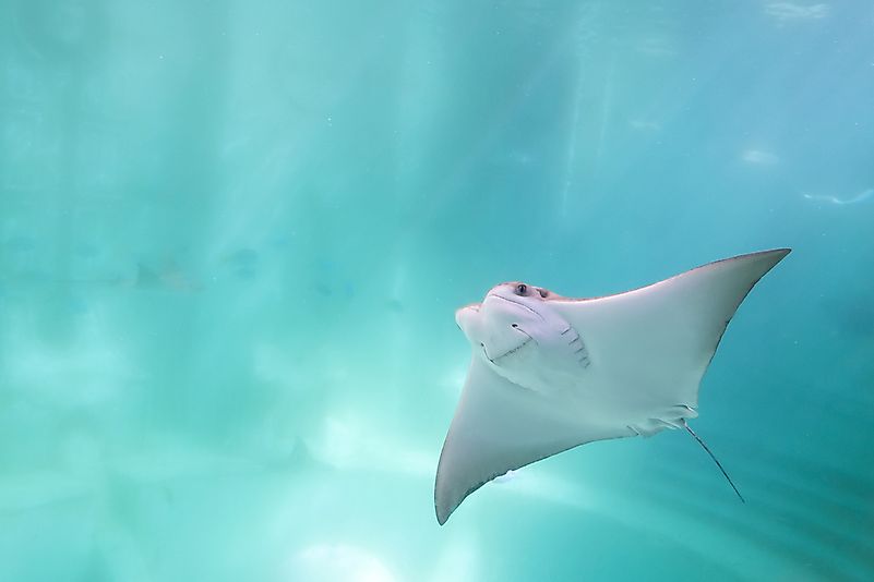 The cownose ray is known for its look, which is as if it is smiling. The cownose ray is known for its look, which is as if it is smiling.