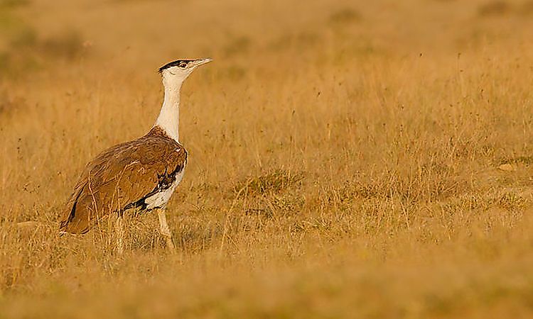 #4 Great Indian Bustard -