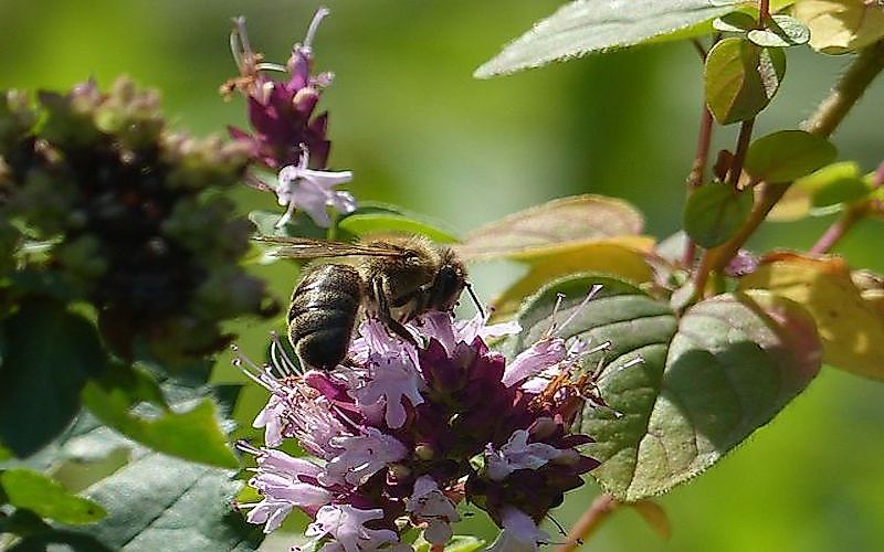 #6 Apis mellifera