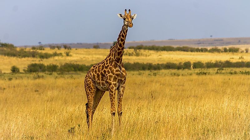 #8 Giraffe