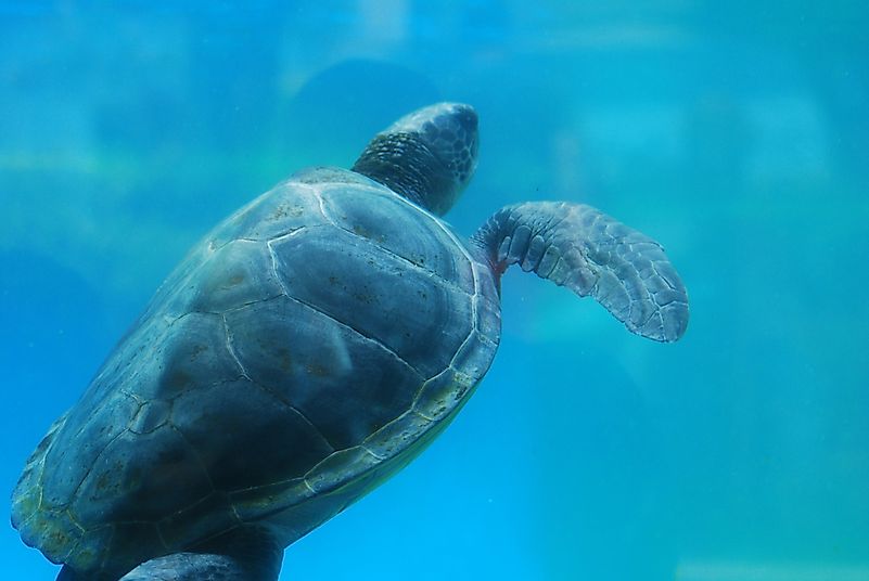 #8 Leatherback Sea turtle