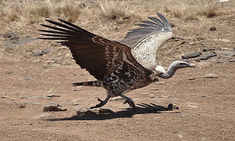 #1 Rüppell's Griffon Vulture - 37,000 feet