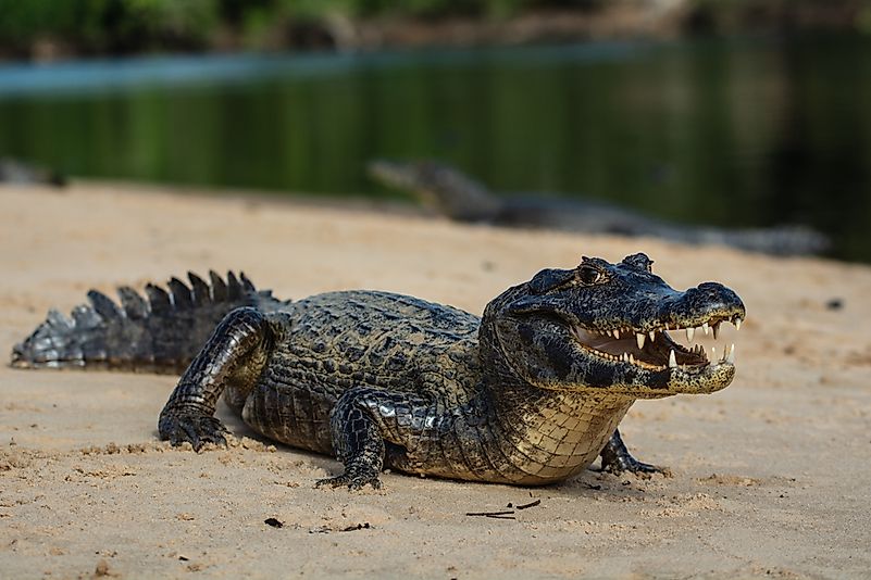 #3 Caiman