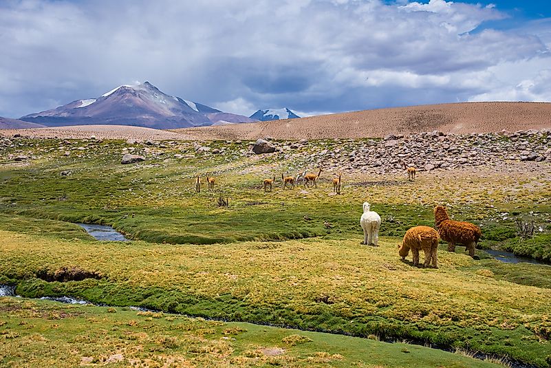 A vicuña grazing with alpacas in Chile. A vicuña grazing with alpacas in Chile.