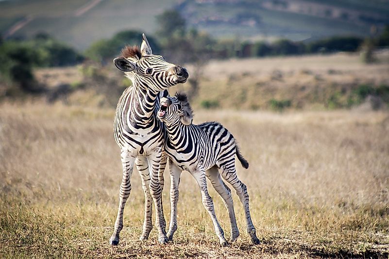 The zebras' unique patterned stripes confuse predators.