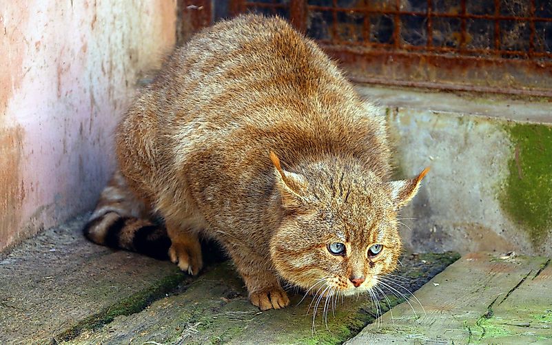 #9 Chinese Mountain Cat