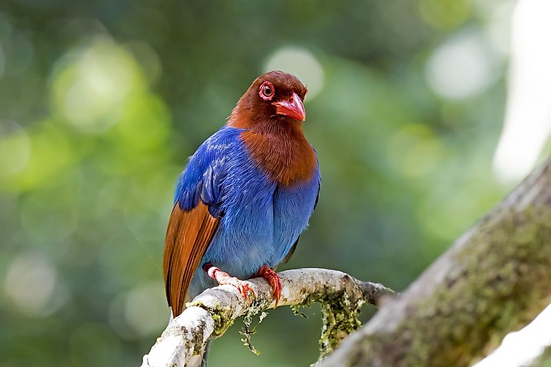 #4 Sri Lanka Blue Magpie