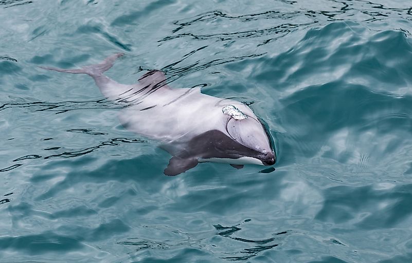The hector’s dolphin is the smallest dolphin.