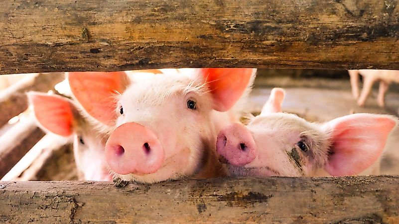Pigs DNA is used widely across the world. Pigs DNA is used widely across the world.