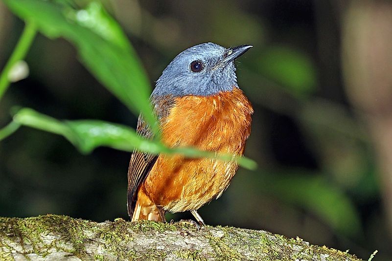 Amber mountain rock thrush at Montagne d'Ambre (Amber Mountain) National Park. Image credit: Charles J Sharp/Wikimedia.org Amber mountain rock thrush at Montagne d'Ambre (Amber Mountain) National Park. Image credit: Charles J Sharp/Wikimedia.org