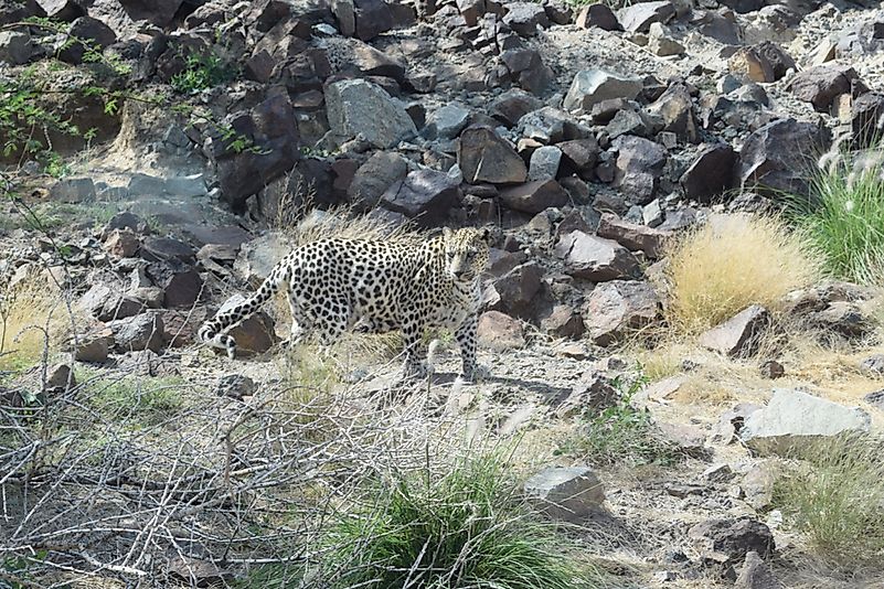 #5 Arabian Leopard