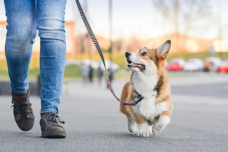 Sua melhor aposta é manter o cão na coleira e não deixá-lo entrar em contato com outros animais.