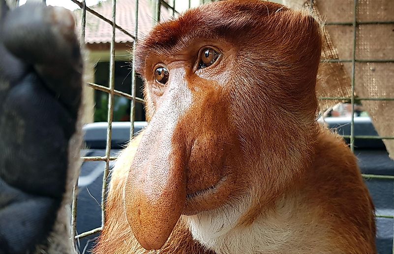 Orang Belanda monkey. Orang Belanda monkey.