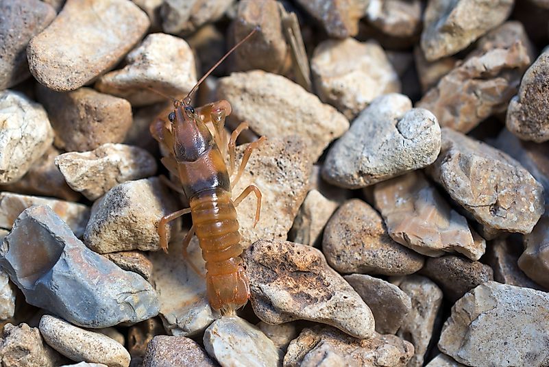 Missouri crayfish Missouri crayfish