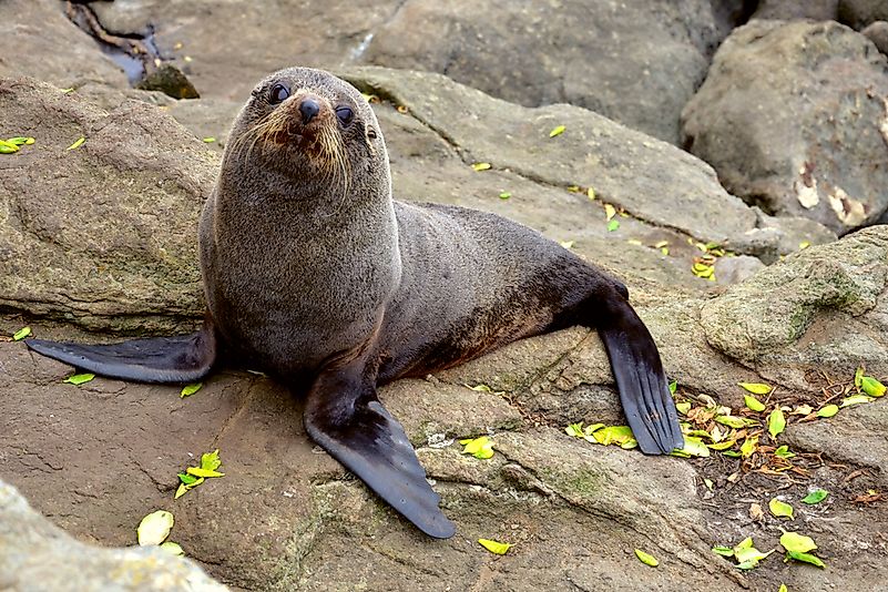 #3 Mediterranean monk seal