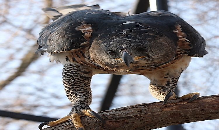 #3 Crowned Eagle