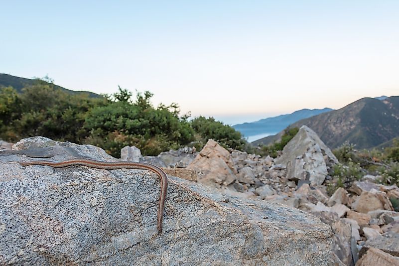 #3 Rosy Boa