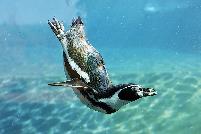 #1 Penguin