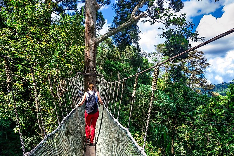 This rainforest makes up the first national park in Malaysia. This rainforest makes up the first national park in Malaysia.