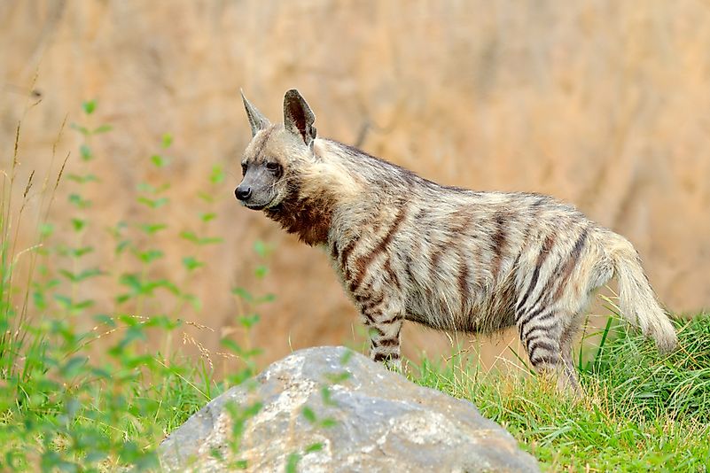 #3 Striped Hyena (Hyaena hyaena)