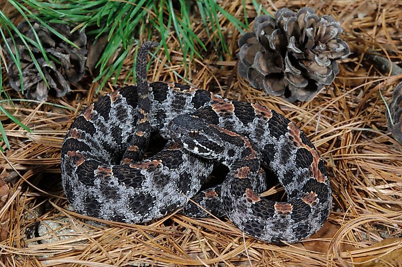 #3 Dusky Pygmy Rattlesnake