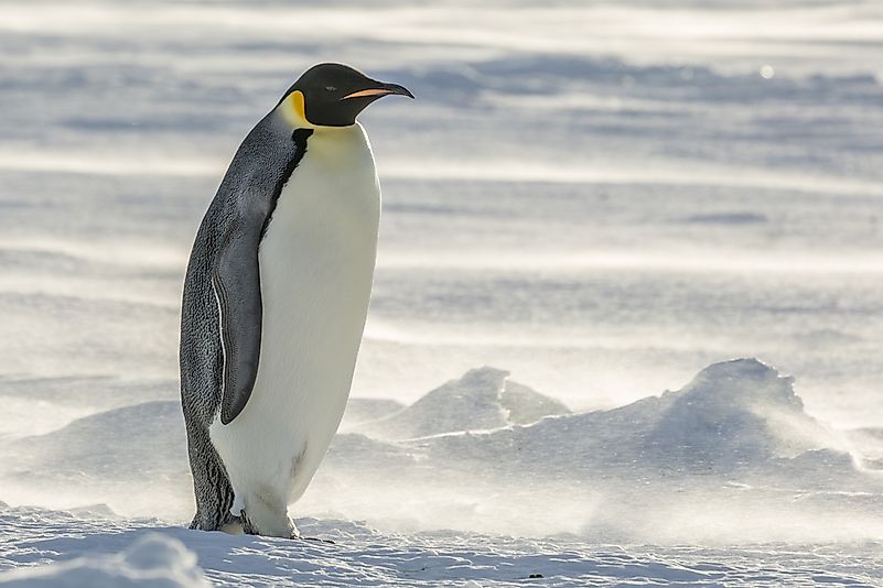 #1 Emperor Penguin
