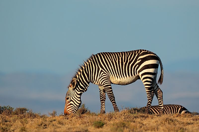 A Cape mountain zebra in South Africa. A Cape mountain zebra in South Africa.