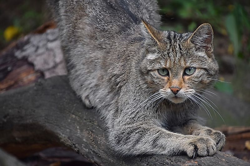 #4 European Wildcat