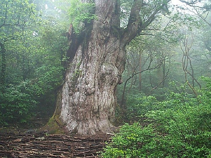 #2 Jomon Sugi, Japanese Cedar, Yakushima, Japan (~5,000 years old)