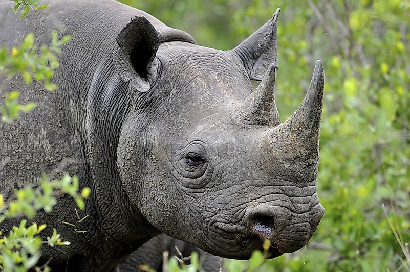 A black rhinoceros. A black rhinoceros.