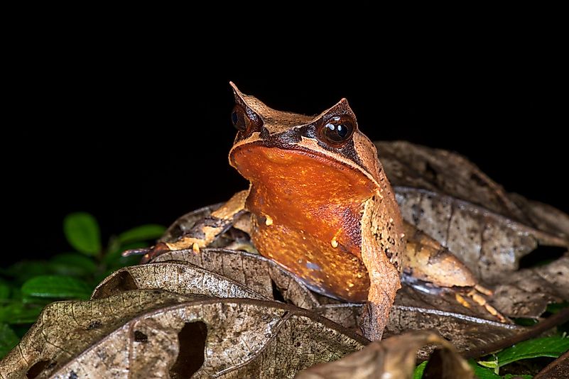 Leaf-Horned Frog Leaf-Horned Frog