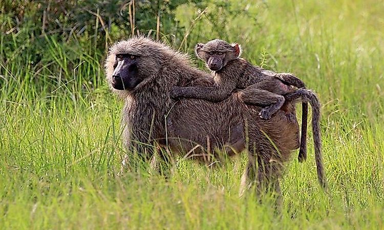 #5 Olive Baboon -