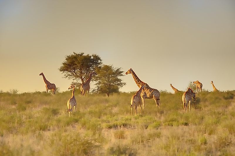 #8 Giraffe
