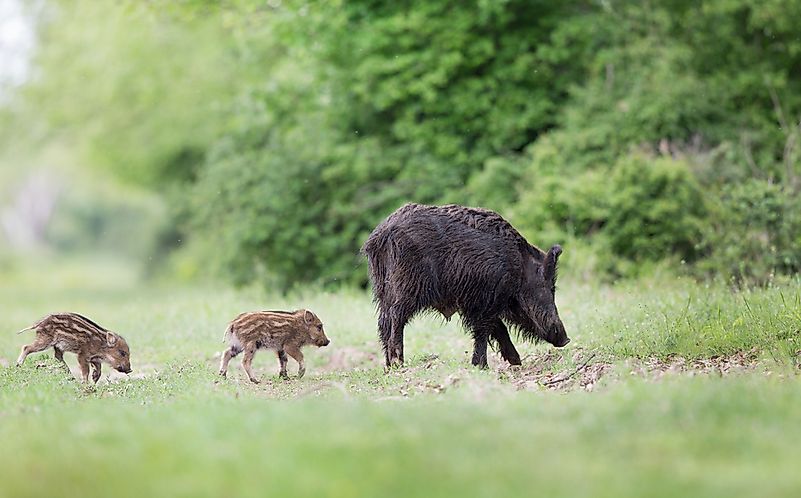 #3 Wild Boar (Sus scrofa)
