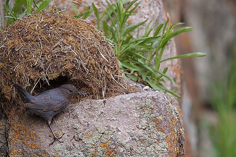 An American dipper and its nest.