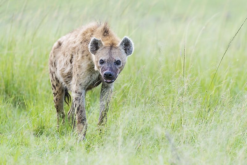 #2 Spotted Hyena (Crocuta crocuta)