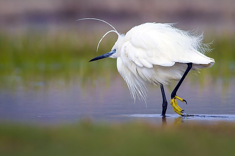 #8 Little egret
