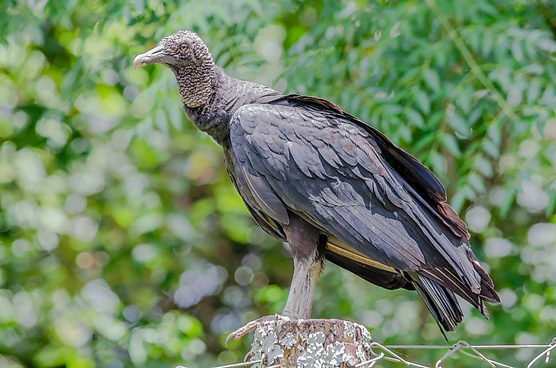 #1 Black Vulture
