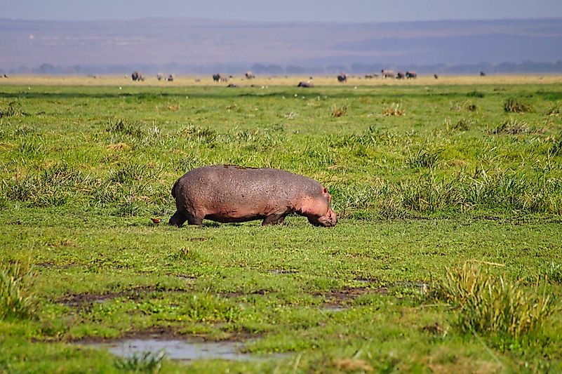 #1 Hippo
